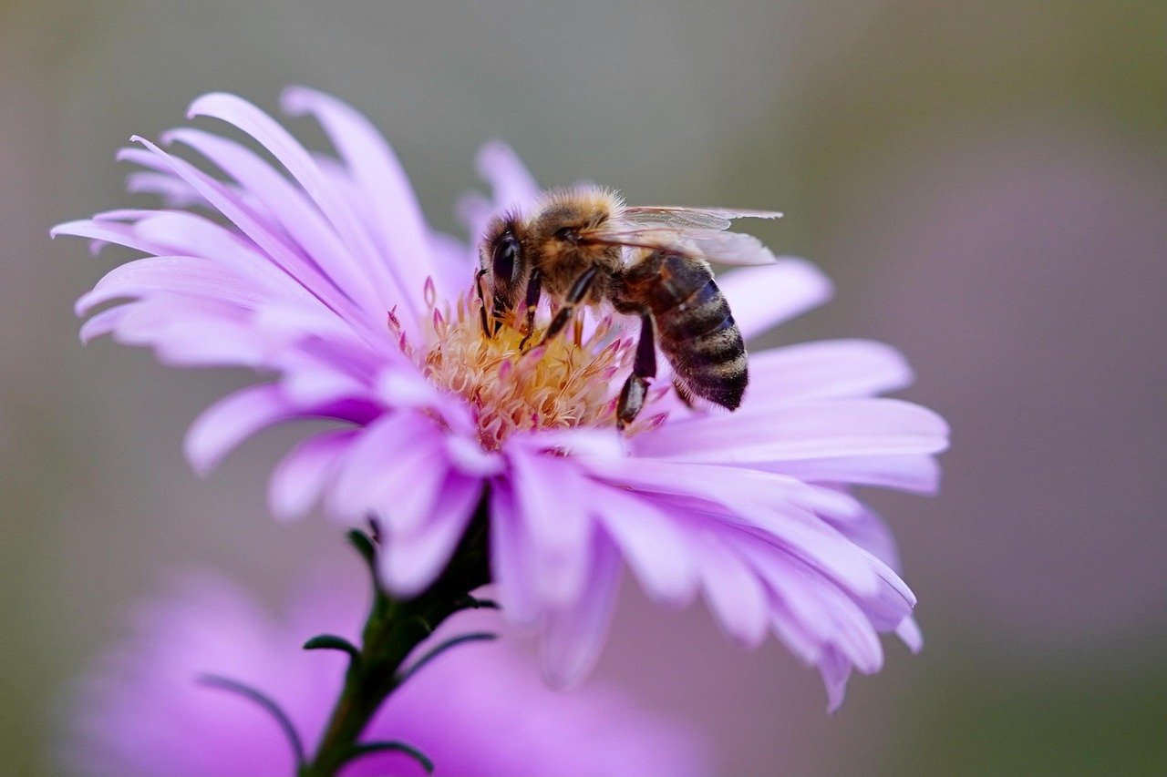 bee, insect, flower, flower wallpaper, honey bee, pollination, aster, purple flower, petals, bloom, blossom, flowering plant, ornamental plant, flower background, plant, flora, nature, garden, beautiful flowers, closeup, world bee day, purple